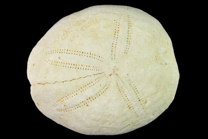 Fossil Sea Urchin (Eupatagus) - Florida #136057
